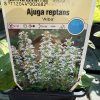 AJUGA REPTANS 'ALBA' kak