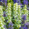 AJUGA REPTANS 'ALBA' IST2