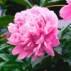 PAEONIA 'ALEXANDER FLEMING' IST
