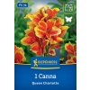 CANNA 'QUEEN CHARLOTTE' bruno