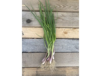 Jarní cibulka s natí