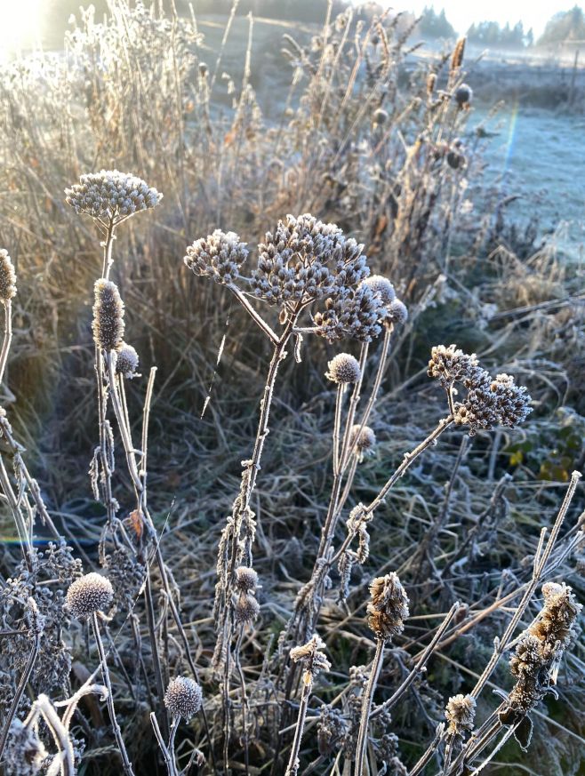 Jeden z důvodů proč nestříhám trvalky na podzim, je protože ve zmrzlých dnech na Kaproune dělají ještě takovou parádu!