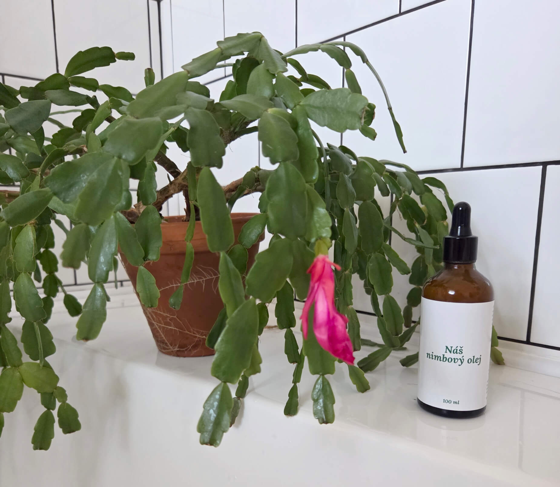 Jak na škůdce na pokojovkách