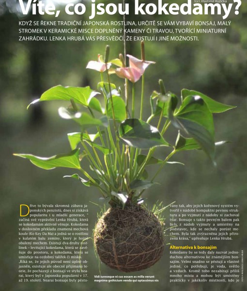 Víte co jsou kokedamy?