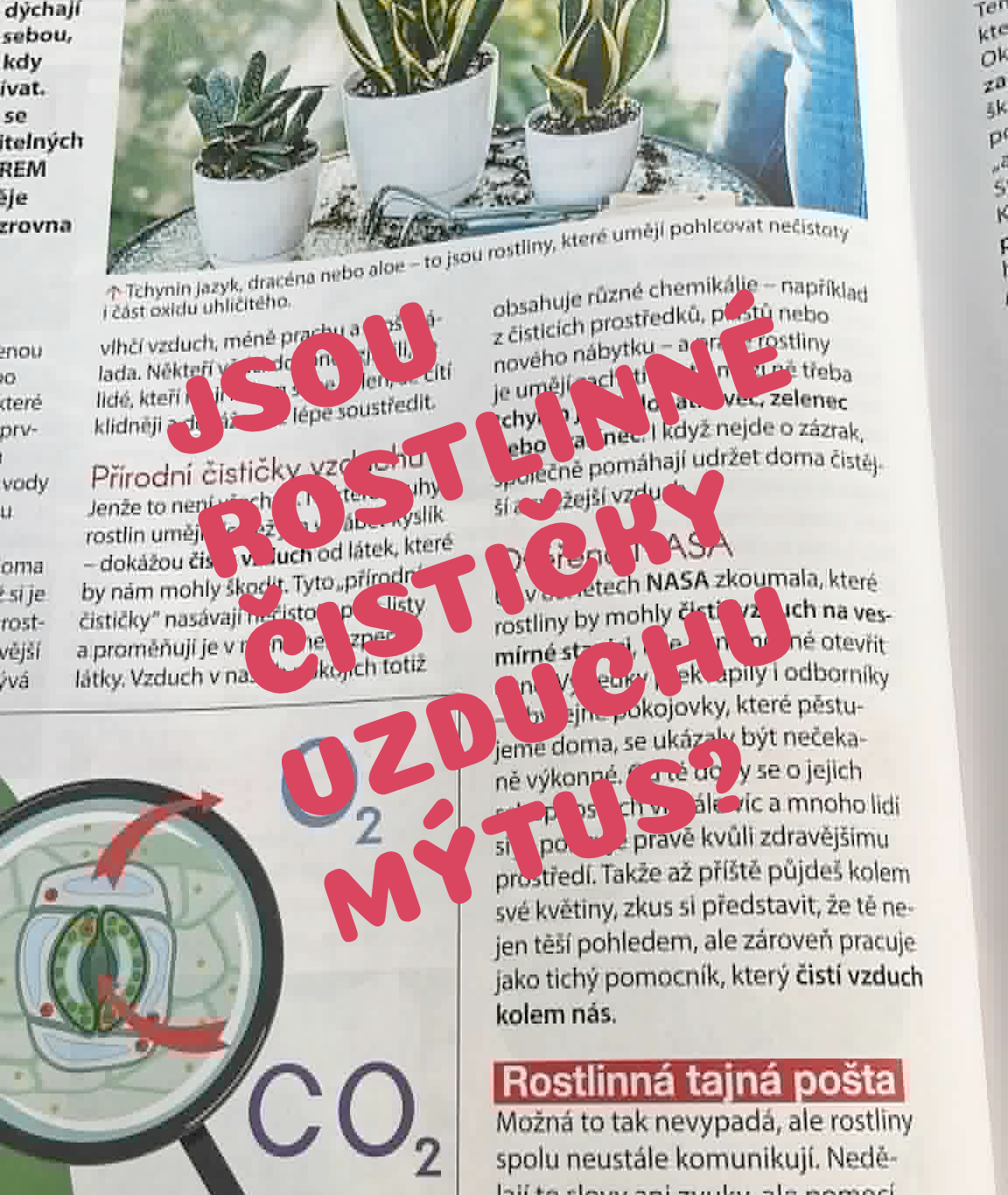 Čistí pokojové rostliny vzduch?