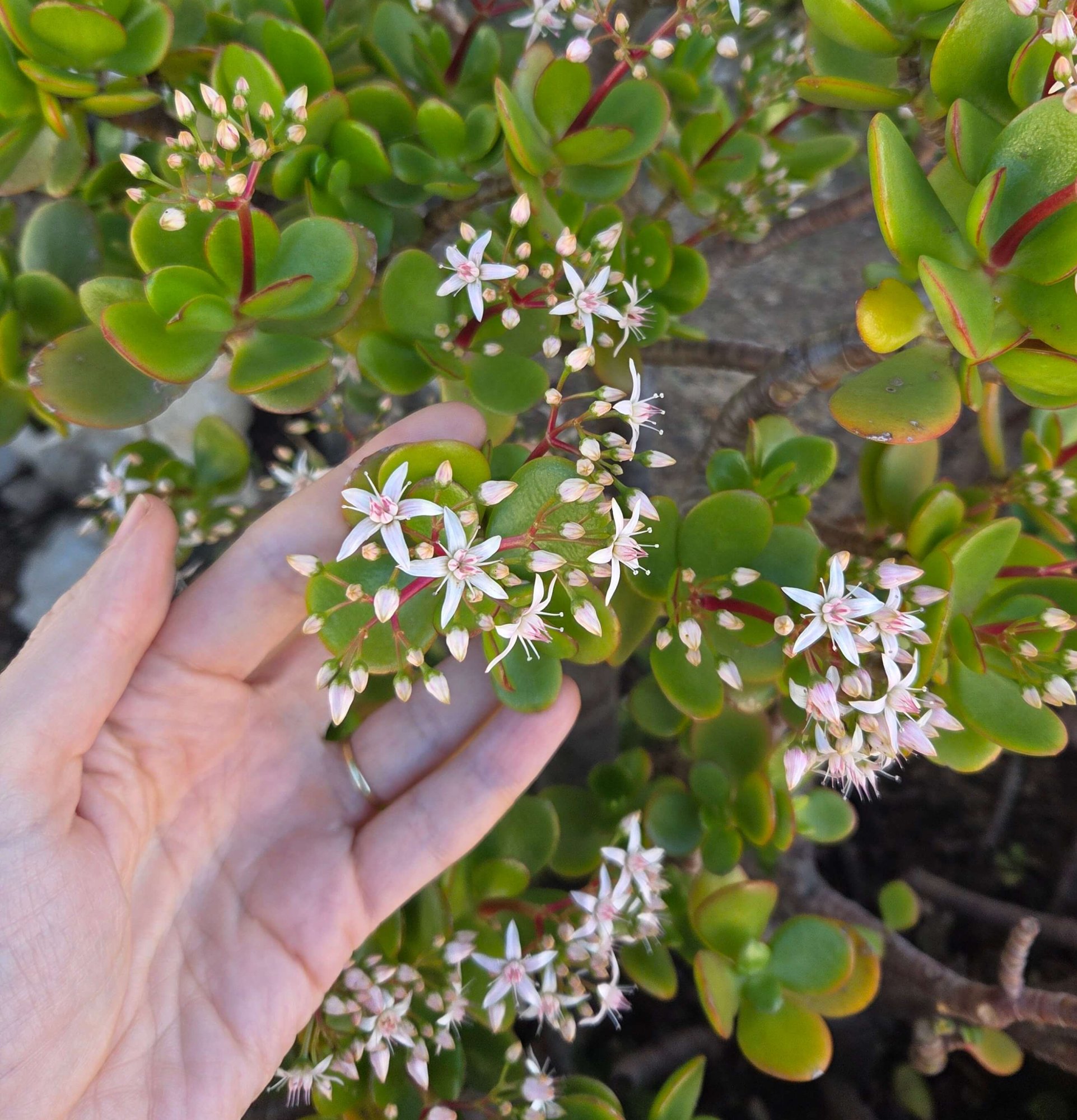 Viděli jste kvést tlustici?