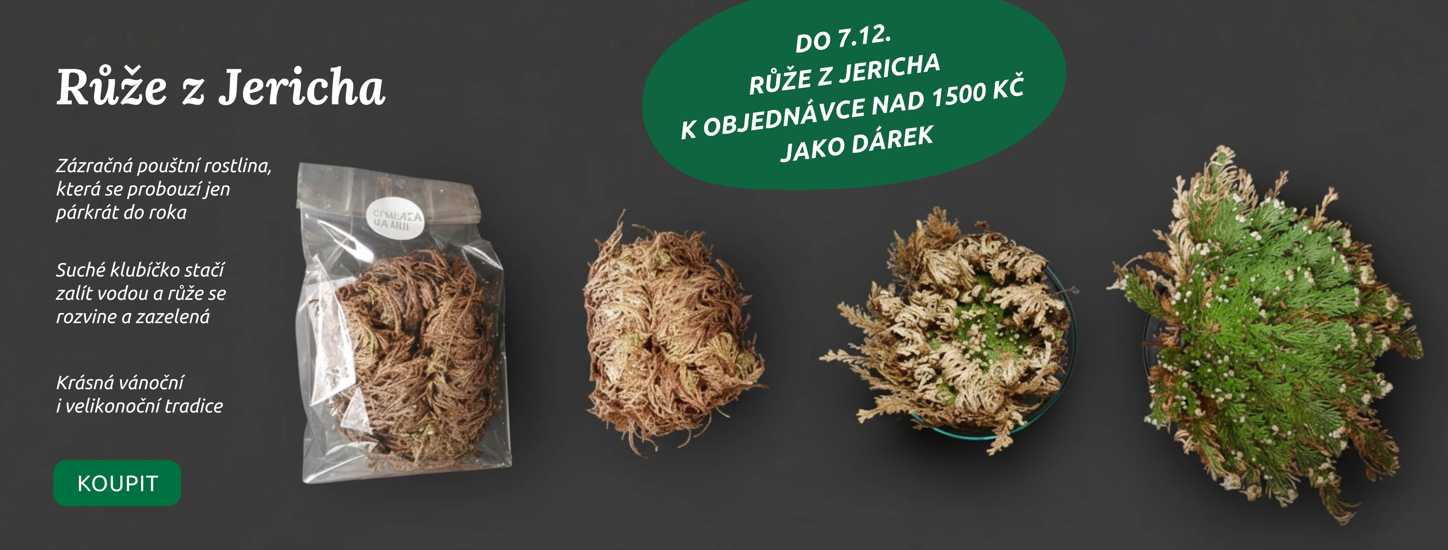 Dárek k objednávce růže z jericha