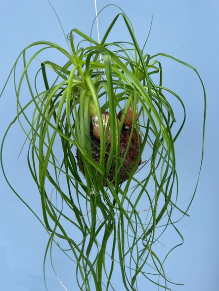 kokedama-nolina-4-roky