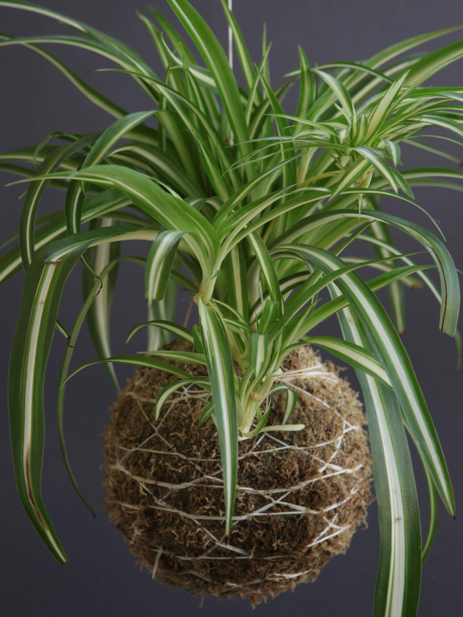 kokedama-zelenec-chlorophyllum-detail