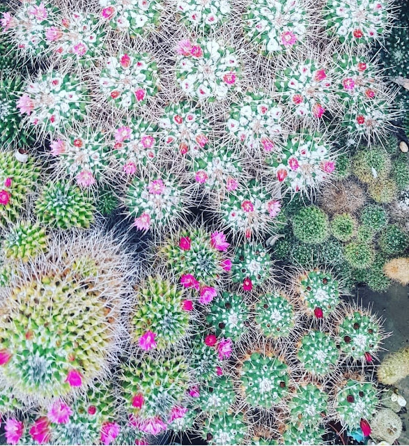 kaktus-mamilaria
