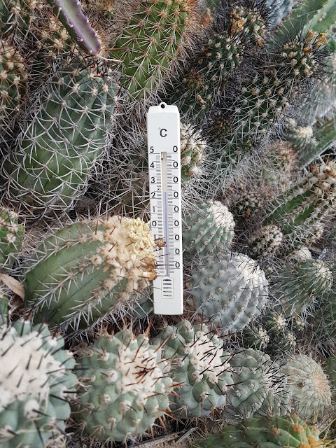 kaktus-teplomer