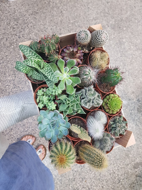 kaktusy-sukulenty-kaktusar