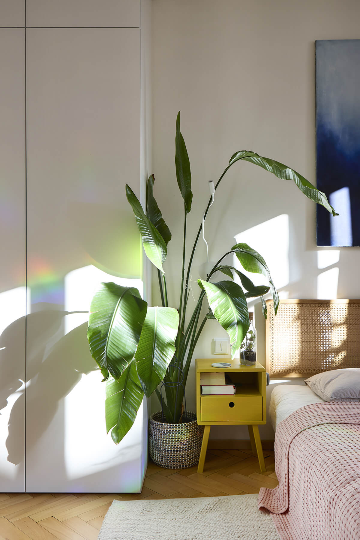 pokojovky-strelitzie