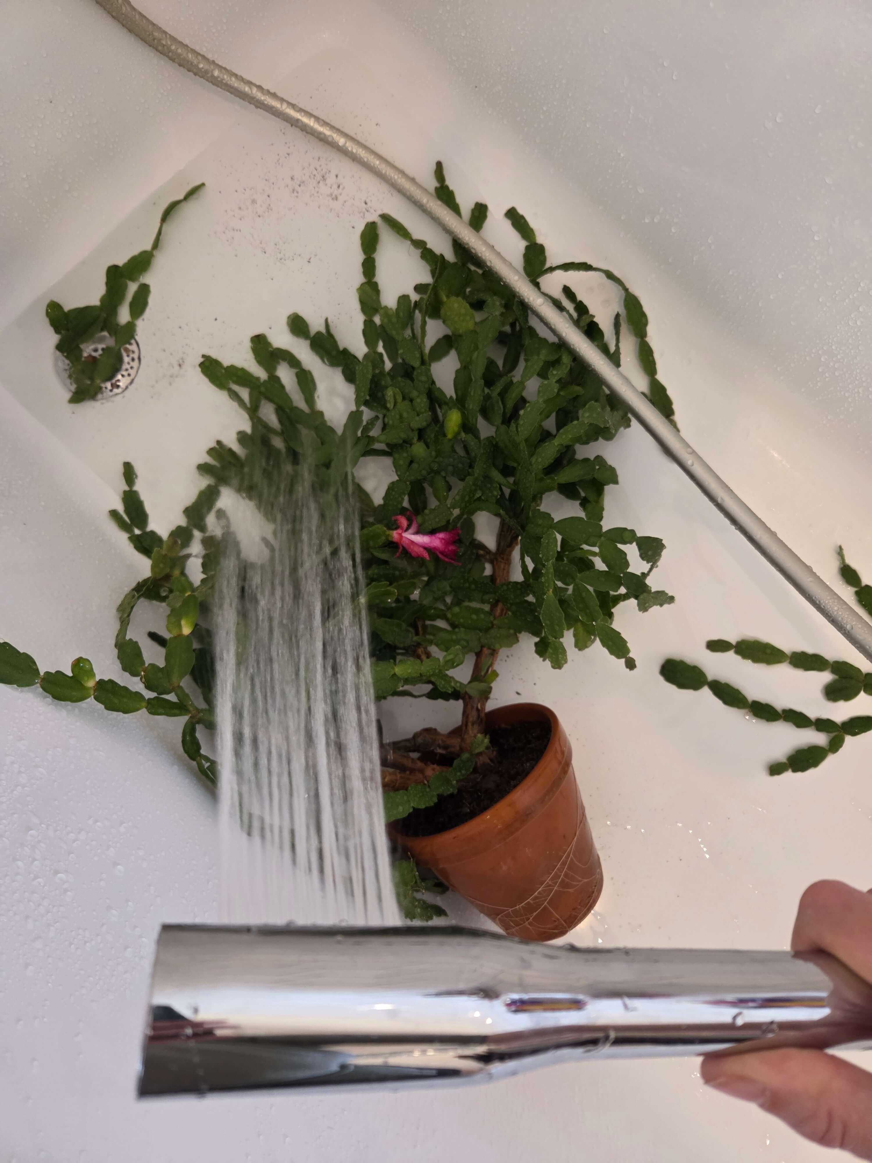 proc-sprchovat-pokojovky