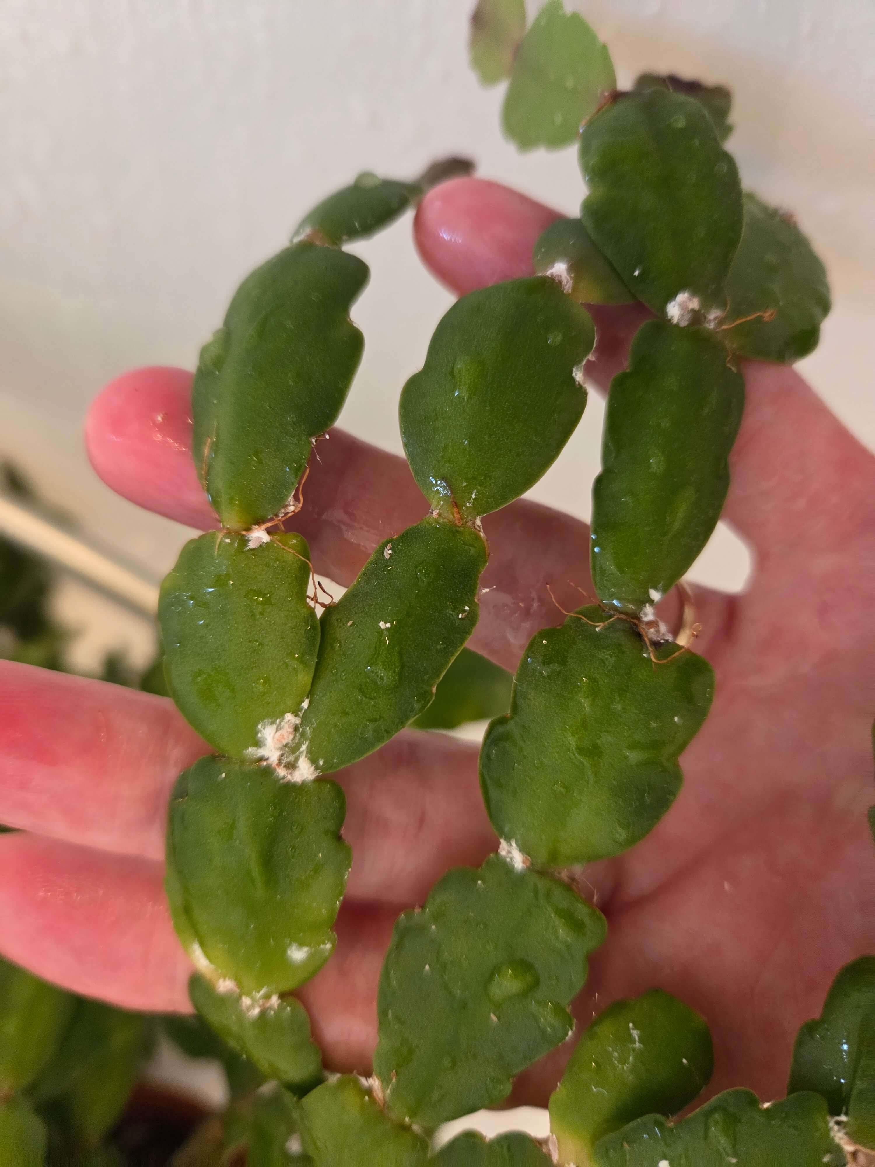 skudce-na-pokojovce-cervci_1