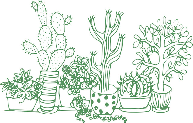 sukulenty-kaktusy-obrazek