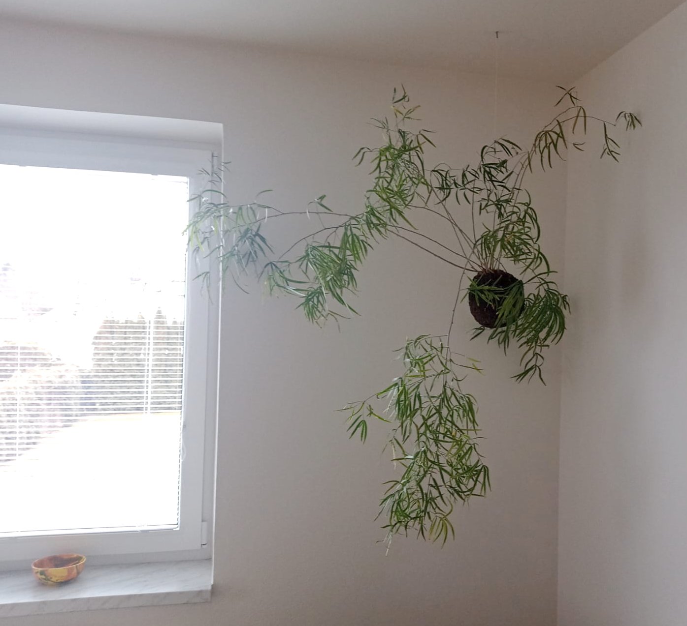 pokojovkova-poradna-kokedama-zloutne