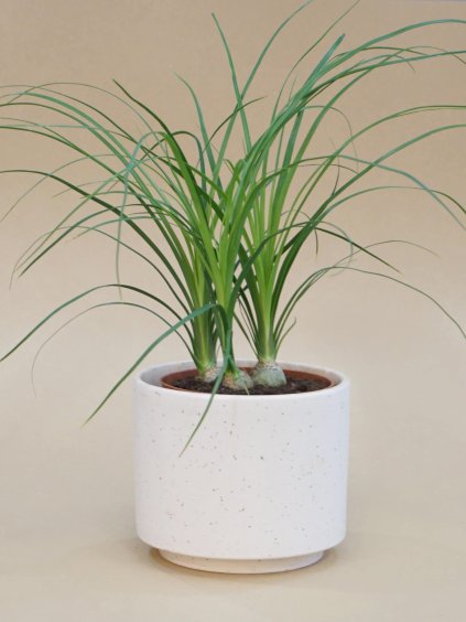 nolina recurvata 01 (1)