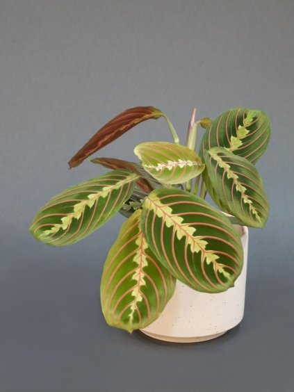 maranta leuconeura fasciata 02 (1)