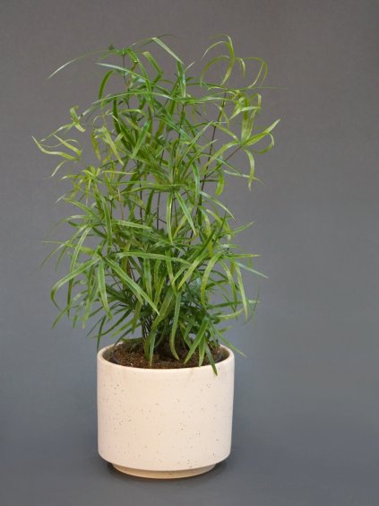 asparagus falcatus 03 (1)