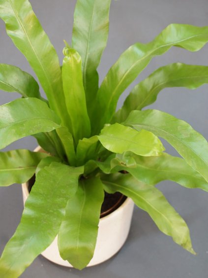 asplenium antiquum slezinik (1)