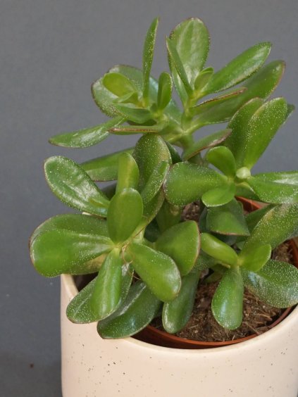 crassula ovata tlustice detail (1)