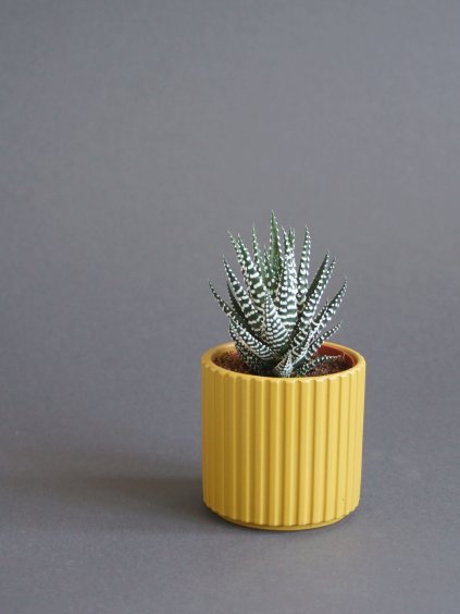 haworcie zluty kvetinac