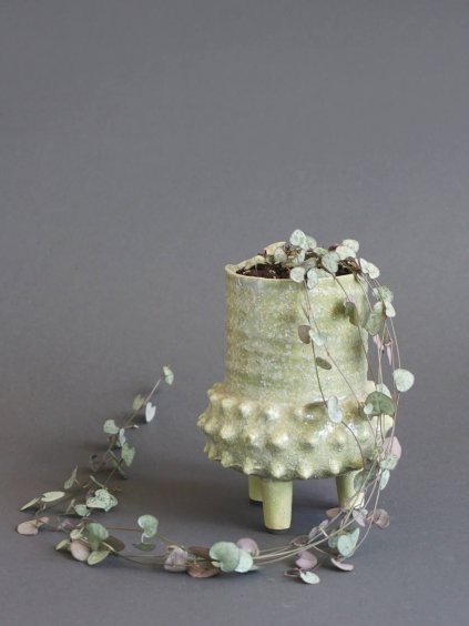 ceropegia svicnik 01