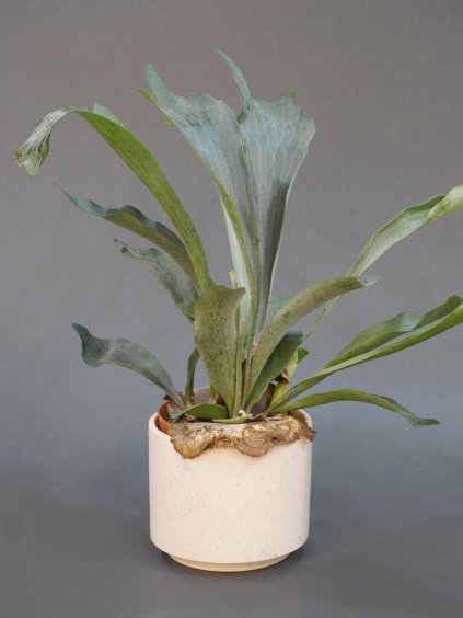 pokojovka paroznatka platycerium 01 (1)