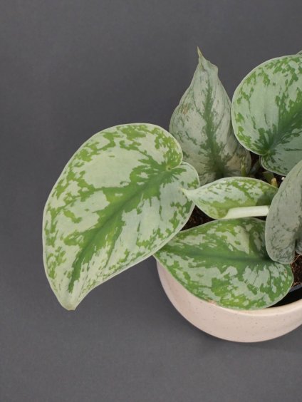 scindapsus pictus exotica 01 (1)