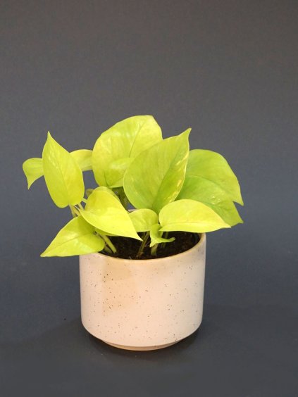 Epipremnum aureum neon 02 (1)