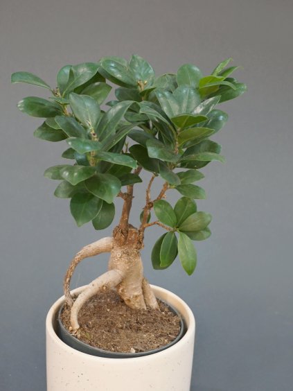 ficus microcarpa ginseng fikus 02 (1)