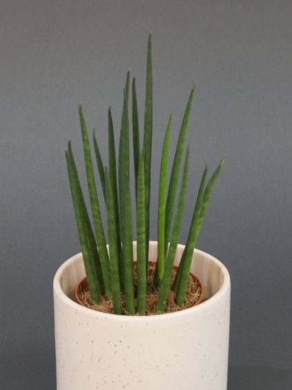 sanseviera bacularis mikado 01 (1)