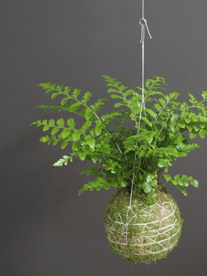 kokedama asplenium parvati 02