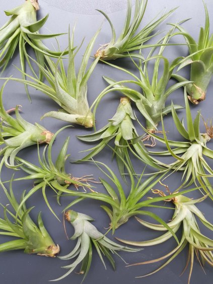 tillandsia brachycaulos 01