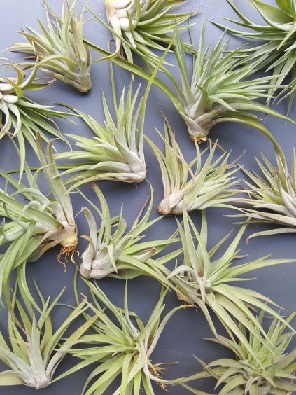 tillandsia capitata 04