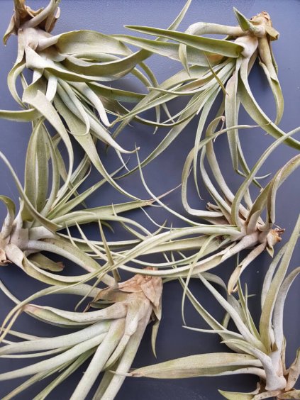 tillandsia harrisii