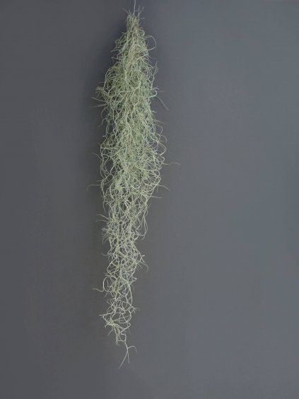 tillandsia usneoides