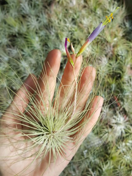 tillandsia fuchsii