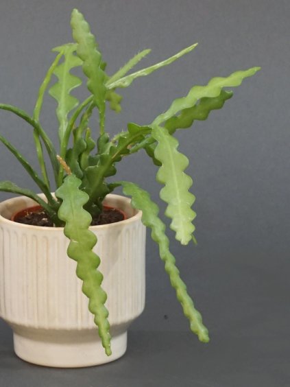 cikcak kaktus epiphyllum angulier 02 (1)