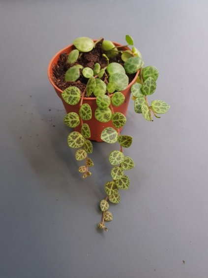 peperomia prostrata turtle