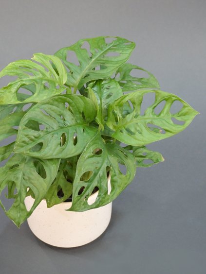 monstera monkey mask 06 (1)