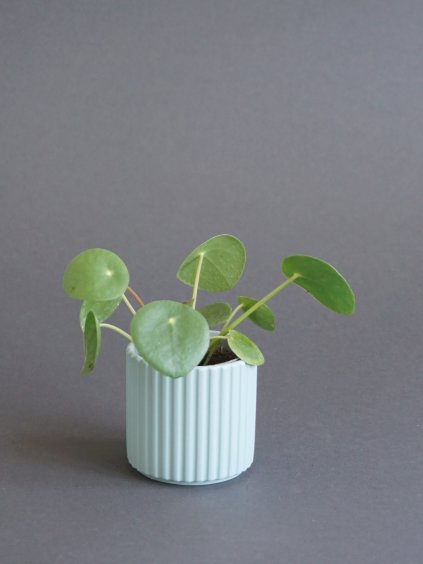 pilea peperomides 6cm