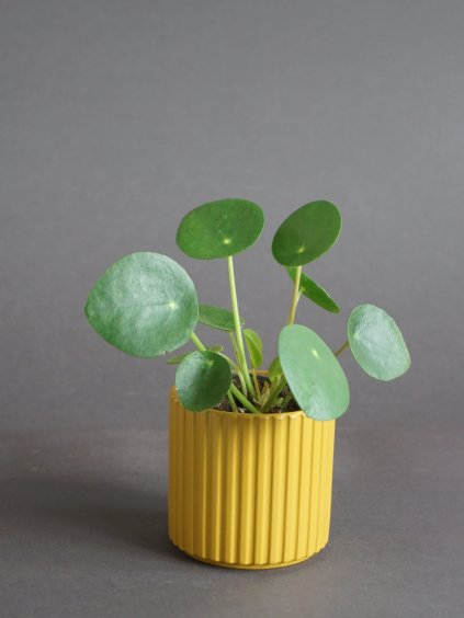 pilea peperomioides peprincova