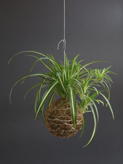 kokedama zelenec chlorophytum