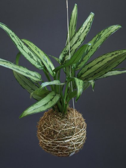 kokedama aglaonema zahrada na niti