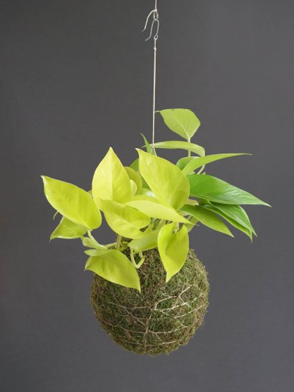 kokedama epipremnum aureum 01