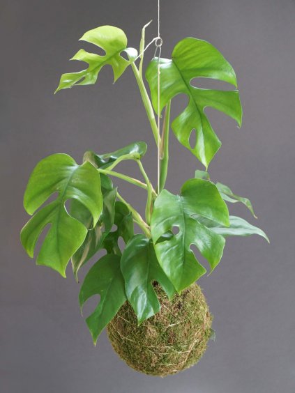 kokedama monstera minima 02