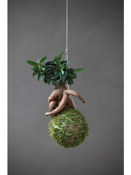 kokedama ficus ginseng