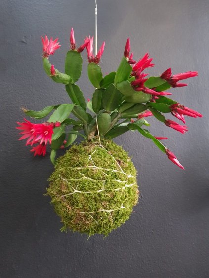 kokedama velikonocni kaktus